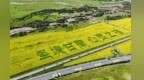 油菜花海盛放解锁别致风“金”　甘肃夏河大“油”看头