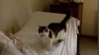 猫咪预测 60 人死亡后，医生为它发了一篇 176 分的 SCI
