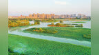 聊城东昌湖湿地：绿染湖岸，风送清凉