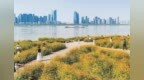 初秋江滩 步步生花