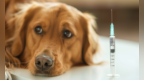 狂犬病，你真的了解吗？一篇全看懂！