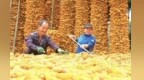 甘肃陇南晾晒玉米“丰”景独好