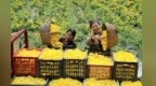 甘肃徽县：金丝皇菊丰产助农增收