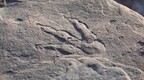 英国4岁女童发现2亿年前恐龙脚印 专家惊叹不已
