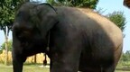 河南焦作一大象被铁链锁住表演?动物园:符合规范