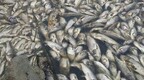 300万斤养殖鱼死亡 农民拍视频举报违法排污被起诉