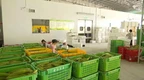 肇庆：“地理标志贷”向5名西瓜种植户授信80万