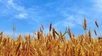 美国敦促印度取消小麦出口禁令 称将加剧全球短缺