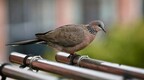 上海封控的57天里 一群普通人在阳台识别出79种鸟