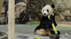 旅日大熊貓“永明”獲贈父親節禮物：有16個孩子 約合人類年齡90歲