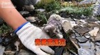 一主播疑在青海采摘濒危植物“水母雪兔子” 相关部门已介入