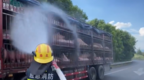 一整车猪运到重庆热中暑 消防架起水枪降温