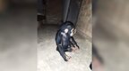 丧心病狂！3只小黑猩猩被绑架，没有赎金就撕票