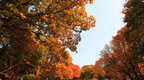 浪漫秋日，来吉林省一起享受大自然的美！