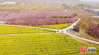 河北石家庄：“赏花经济”绘就美丽乡村