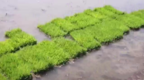 公主岭市水稻计划种植15.99万亩，预计5月末完成插秧