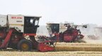 开镰啦！亳州市662.1万亩小麦开始收割