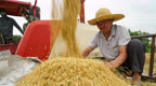 安徽五河：小麦开镰收割