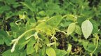 丹江口库区湿地发现国家二级保护植物野大豆