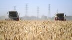 河南省已确定745个定点收储库点 挂牌敞开收购受损小麦