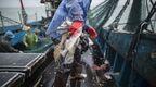 10万吨塑料漂在海上，中国公司的一笔大生意