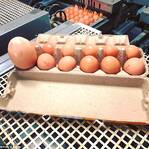 澳大利亚发现奇葩蛋中蛋 个头重量创纪录