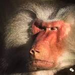 动物界那些奇葩的“性奋”特征：狒狒喜爱肿胀屁股