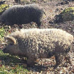 英丛林惊现“披着羊皮的猪” 外形可爱性格温顺