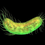科学家发现极强悍的远古细菌，战斗力爆表，可对抗超级病毒