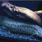 非洲最强悍的鱼类——非洲肺鱼，四年内不进食也不会死