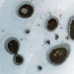 格陵兰岛出现“黑洞斑点”，有助于解开火星“生命之谜”