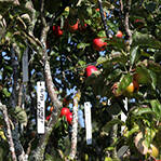 一神树结250种苹果 