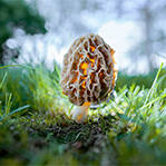 越美丽的蘑菇越有毒