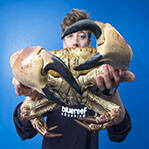 巨蟹双钳可断人手腕