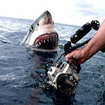 大白鲨拍摄惊险一幕
