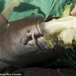 世界第一条吃素的鲨鱼