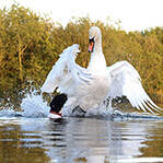 猎犬遭天鹅夫妇暴打毫无还手之力