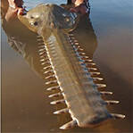 美佛惊现4.2米长神兽