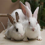 母兔子死战蛇口救子