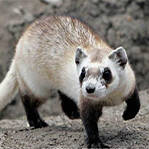 母雪貂发情期不交配会死