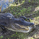 水蟒突袭短吻鳄反被咬死