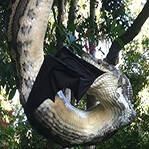 罕见巨蟒吞食大蝙蝠 