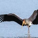 白鹳鳄鱼嘴里捕鱼