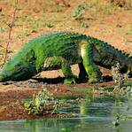 湖里爬出绿色鳄鱼