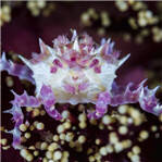 实拍震撼海底生物