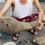 老人挖出人形植物