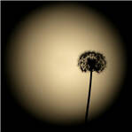 全球共赏蓝月亮 