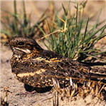 人类和动物的不同