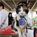 日本第二任猫站长