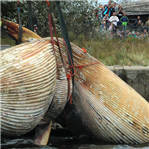 波兰打捞搁浅鲸鱼